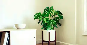 Descubra qual é a melhor planta para cada tipo de personalidade