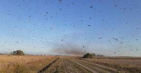 Nuvem de gafanhotos assusta moradores na Argentina e se aproxima do Brasil