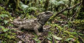 A equipe da expedição teve um “encontro inesquecível” com uma das criaturas mais extraordinárias da Nova Zelândia