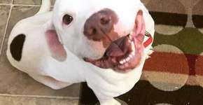 Foto: (Imagem sem texto alternativo disponivel ID [1142856])