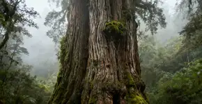 As 4 árvores mais antigas do mundo e onde encontrá-las.