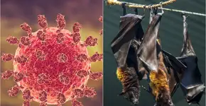 Foto: (Gilnature/Paulo Imperio Ferraz Ribeiro da Silva/istock)