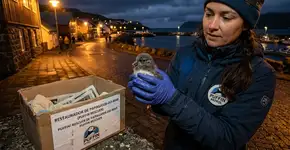 Todos os anos, na Islândia, há pessoas que atiram aves ameaçadas de extinção de penhascos para o mar e, embora a cena seja chocante, é uma das maneiras mais eficazes de salvá-las