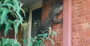 Foto: (Imagem sem texto alternativo disponivel ID [1532705])