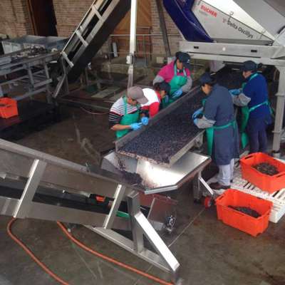 As uvas de vinhos premium são separadas manualmente ao chegar à bodega. 