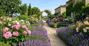 Vamos plantar essas flores perto da lavanda e nos surpreender com o resultado.