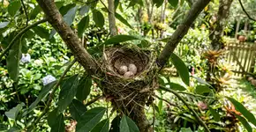 Se você encontrar ovos de bem-te-vi no seu jardim, nós lhe diremos o que isso significa e por que é algo especial