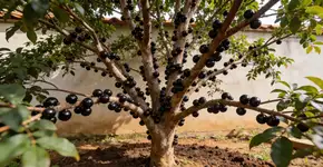 Foto: (Imagem sem texto alternativo disponivel ID [2727321])