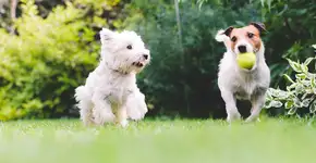 Foto: (Getty Images/iStockphoto)