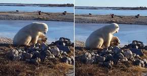 Urso faz carinho em cachorro e emociona internet