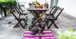 Onde ir com o seu cachorro em São Paulo nos dias de chuva
