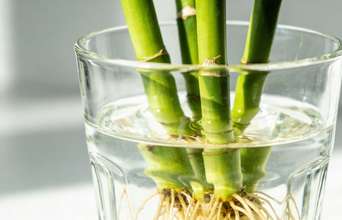 Featured large news: Para que serve o Bambu da Sorte, qual os seus benefícios segundo o Feng Shui