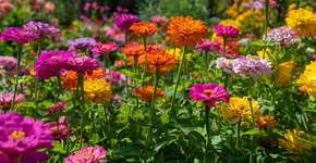 As cinco plantas para semear em novembro que encherão o jardim de cor no verão