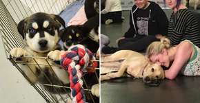 Universidade cria “sala de filhotes” para melhorar desempenho de seus alunos