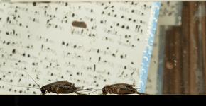 Foto: (Detalhe da obra \