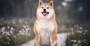 Foto: (Imagem sem texto alternativo disponivel ID [2610162])