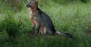 Foto: (Imagem sem texto alternativo disponivel ID [2674450])