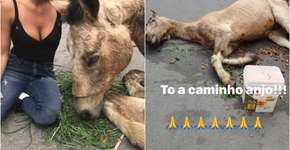 Luisa Mell resgata cavalo que foi maltratado e abandonado na rua