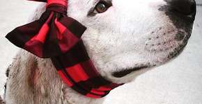 Laços escondem cicatriz de cadela vítima de violência em rinhas