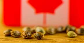 Canadá tem tours por fazendas e fábrica de maconha