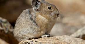 Foto: (Imagem sem texto alternativo disponivel ID [2764200])