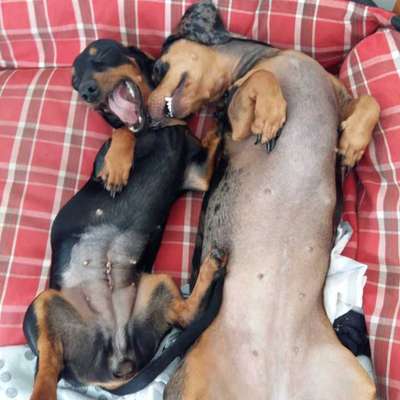 Veja alguns dos cães e gatos que já estão participando do #MostreABarriguinha!