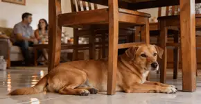 Foto: (Imagem sem texto alternativo disponivel ID [2679054])