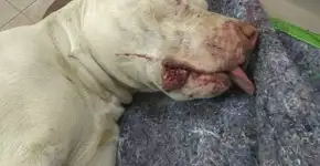 Pitbull tem patas traseiras decepadas por vingança em MG