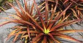 Foto: (Imagem sem texto alternativo disponivel ID [1867149])