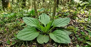 Pensei que fosse uma erva daninha e ignorei, mas descobri que se trata de uma erva chamada “afrodisíaco natural”