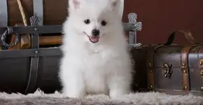 Foto: (Imagem sem texto alternativo disponivel ID [2681268])