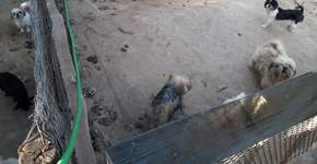 PM resgata cães em situação de maus-tratos em canil clandestino