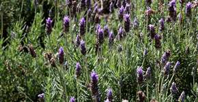 Lavanda pode amenizar efeitos da menopausa; saiba como usar