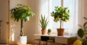 Foto: (Imagem sem texto alternativo disponivel ID [2669003])