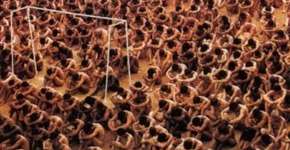 Foto: (Imagem sem texto alternativo disponivel ID [718473])