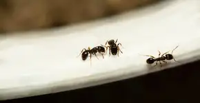 Formigas na cozinha? Solução natural promete espantar os insetos sem veneno
