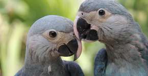 Extinta, ararinha-azul deve ser reintroduzida  na natureza até 2024