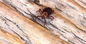 Foto: (dmitry_7/istock)