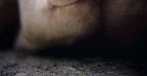 Mostra Internacional de Cinema pelos Animais recebe inscrições