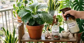 Água, canela em pó e sabão de coco: por que essa mistura é “poderosa” para salvar qualquer planta doente
