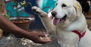 Foto: (Imagem sem texto alternativo disponivel ID [1198040])