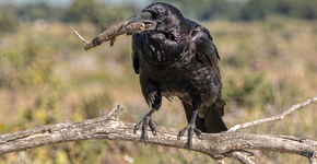 Foto: (Imagem sem texto alternativo disponivel ID [2721848])