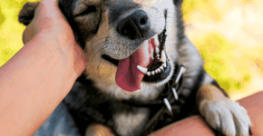 Carrefour e Ampara Animal anunciam parceria após morte de cadela