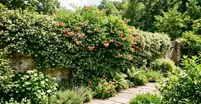 Ela cresce 3 metros por ano e suas flores perfumam o jardim inteiro na primavera; bônus: as borboletas adoram essa trepadeira de longe