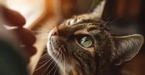 5 fatos surpreendentes sobre os miados exclusivos dos gatos