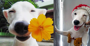 Foto: (Imagem sem texto alternativo disponivel ID [979939])