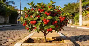 Foto: (Imagem sem texto alternativo disponivel ID [2677245])