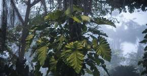 Inhotim inaugura nova exposição botânica no Google Arts