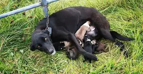 Cadela com seis filhotes recém-nascidos é abandonada acorrentada