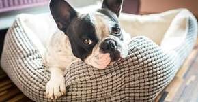 Foto: (Imagem sem texto alternativo disponivel ID [1869573])